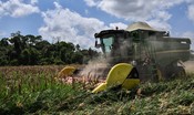 Il Brasile diventerà il primo esportatore di mais al mondo