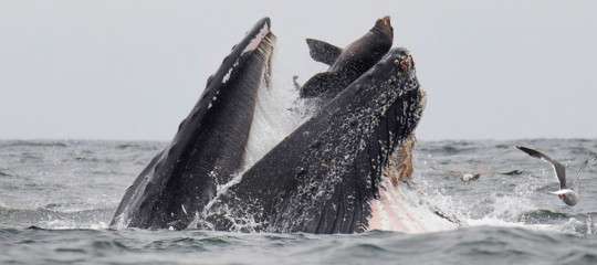 La foto della balena che ‘mangia’ un leone marino