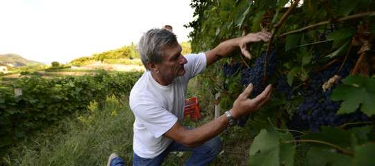 L’Italia è ancora il “Paese del vino”. Battute  Francia e Spagna su produzione e qualità
