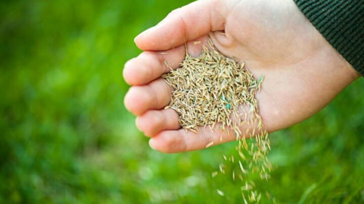 Come scegliere il miglior seme d’erba per il vostro prato