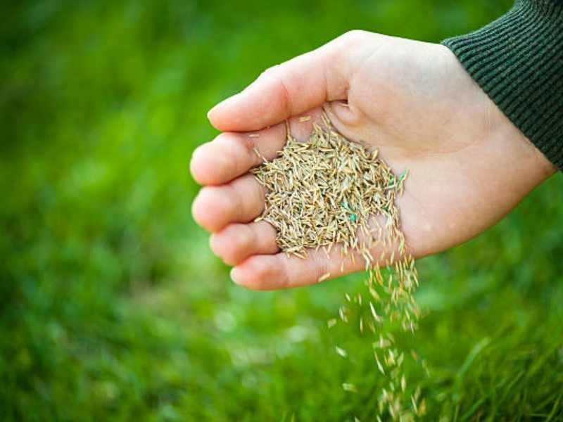 Come scegliere il miglior seme d’erba per il vostro prato